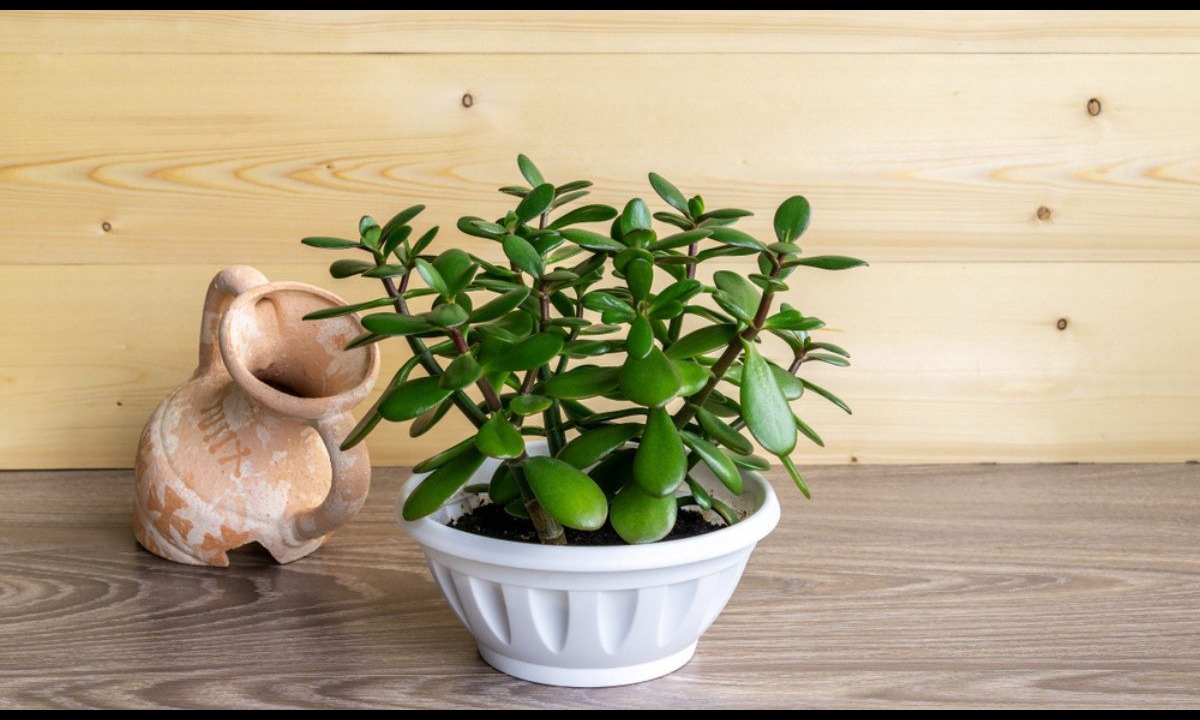 Are Jade Plants Really Good for Your Home? Here’s What You Need to Know Before Buying One