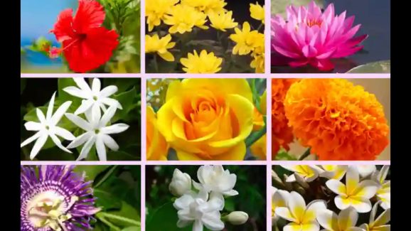 The Ultimate Guide to Navratri Flowers: What to Offer Each Day to Honor Maa Durga