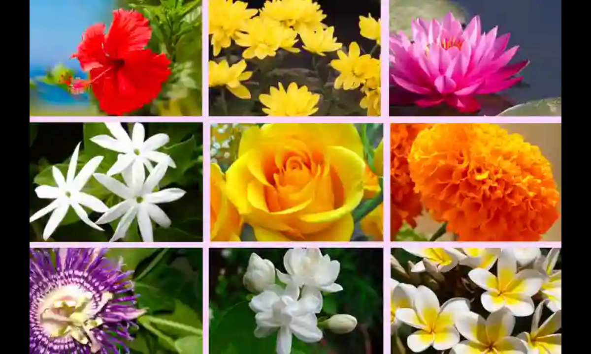 The Ultimate Guide to Navratri Flowers: What to Offer Each Day to Honor Maa Durga