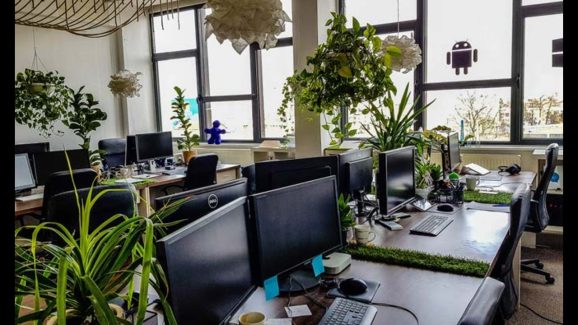Boost Your Productivity: 8 Office Desk Plants You Need Right Now