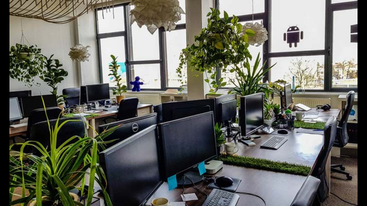 Boost Your Productivity: 8 Office Desk Plants You Need Right Now