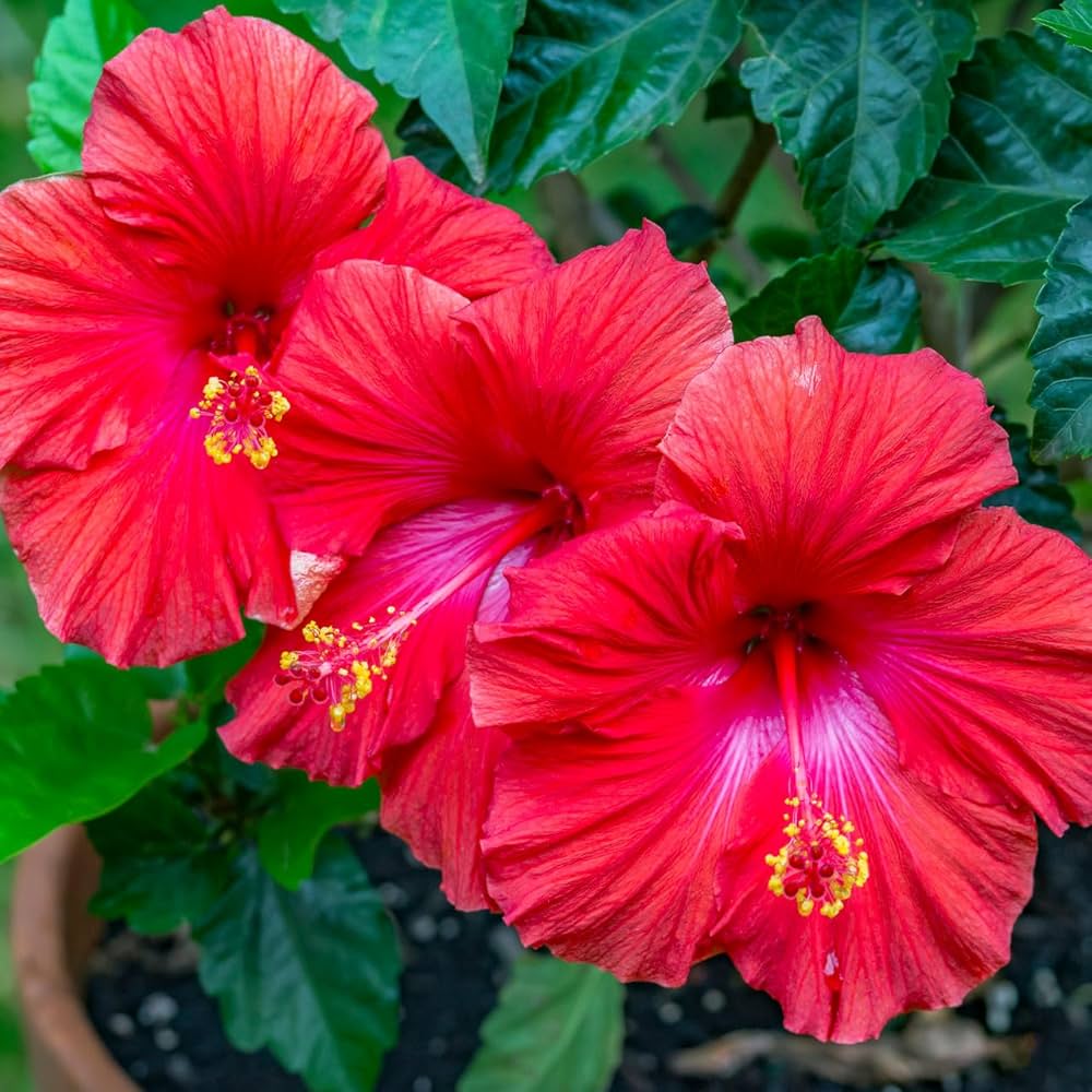 Plant This in Your Garden to Please Goddess Durga This Navratri!