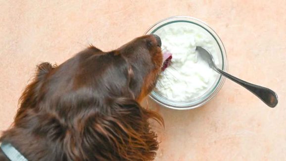 Feeding Your Dog Curd Daily: Amazing Benefits With Hidden Risks Explained