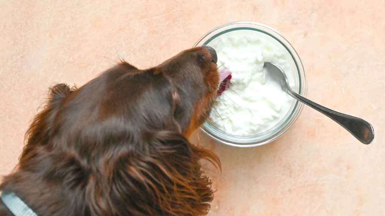Feeding Your Dog Curd Daily: Amazing Benefits With Hidden Risks Explained