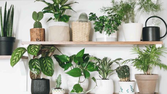 Hyderabad Air Quality Worsens: 7 Best Indoor Plants to Purify Your Home Naturally