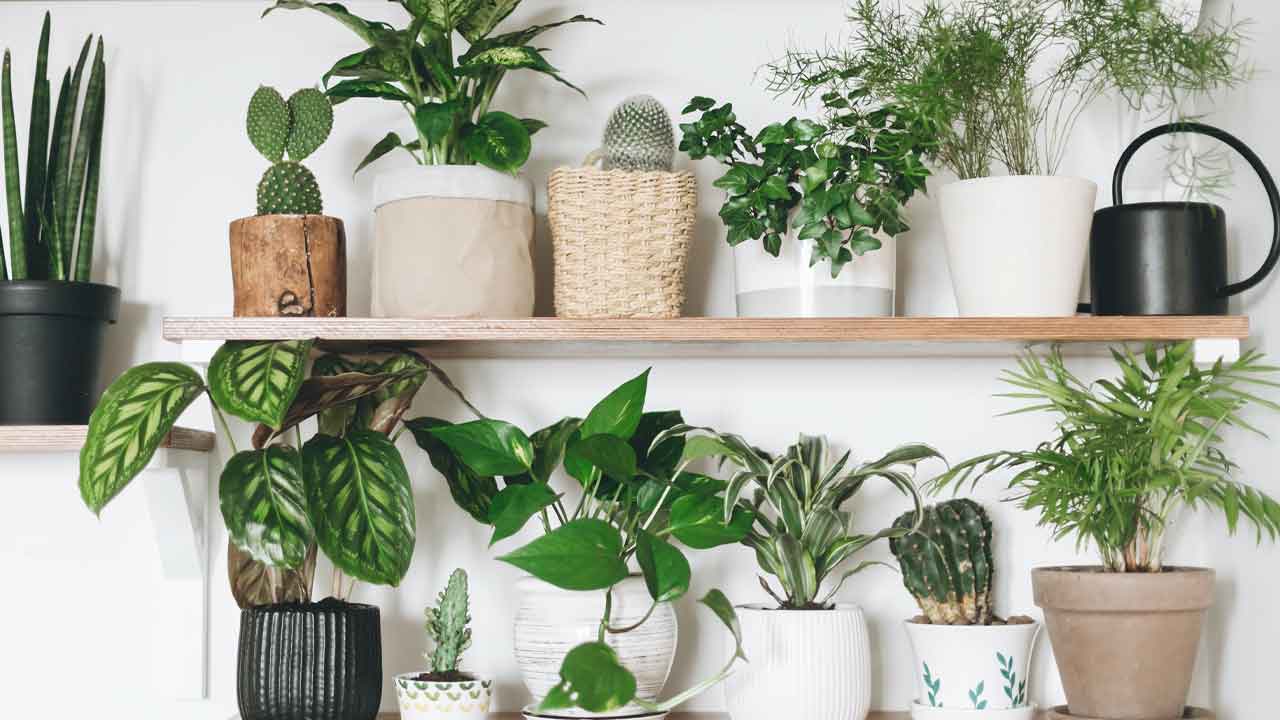 Hyderabad Air Quality Worsens: 7 Best Indoor Plants to Purify Your Home Naturally