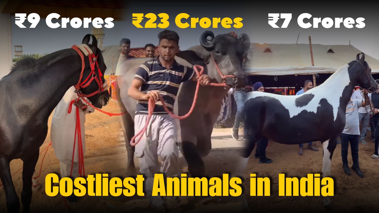 Meet India’s Costliest Animals: ₹23-Crore Buffalo, ₹15-Crore Horse Meet India’s Costliest Animals: ₹23-Crore Buffalo, ₹15-Crore Horse