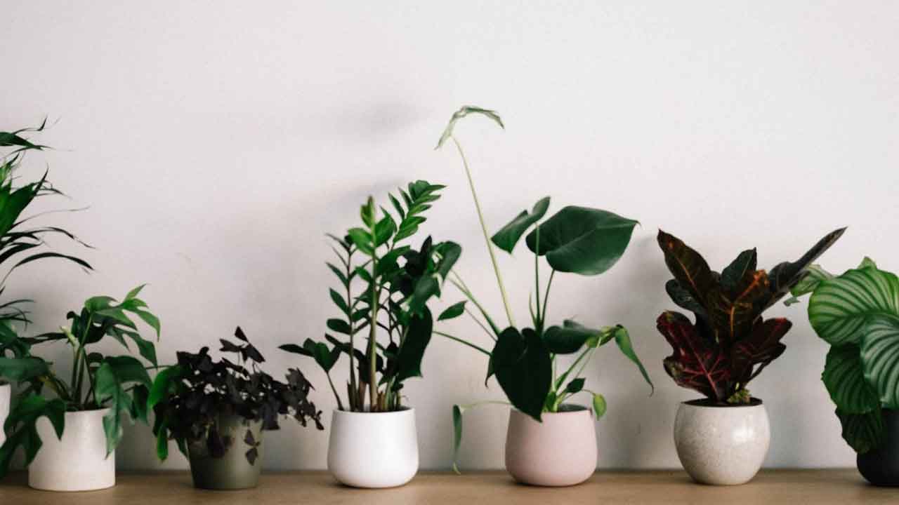 Top 10 NASA-Tested Plants That Remove Indoor Toxic Pollutants Naturally Top 10 NASA-Tested Plants That Remove Indoor Toxic Pollutants Naturally