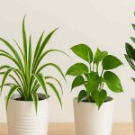 Top 5 Oxygen Plants For Home To Purify Air And Boost Health