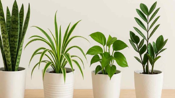 Top 5 Oxygen Plants For Home To Purify Air And Boost Health