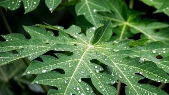 Top 5 Health Benefits of Papaya Leaf Water