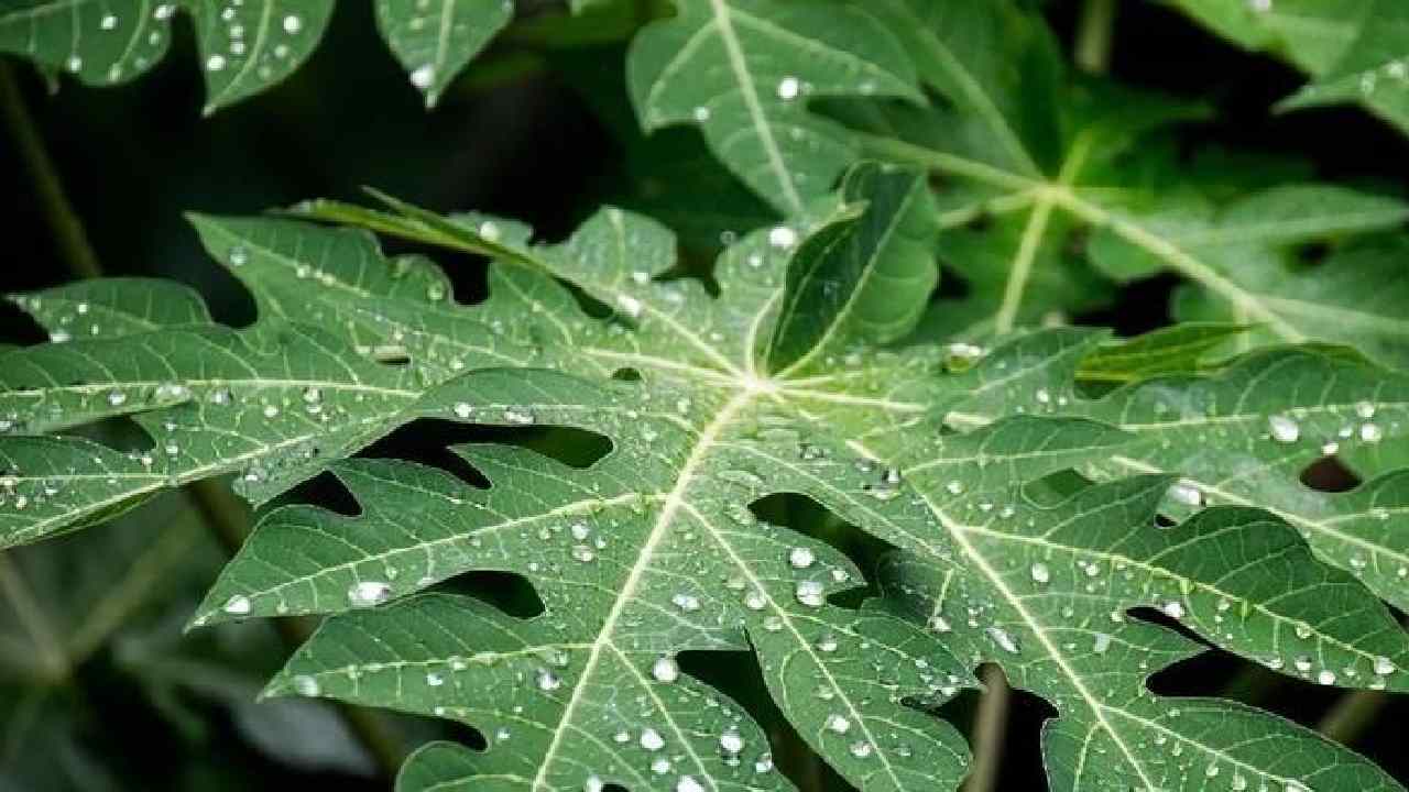 Top 5 Health Benefits of Papaya Leaf Water