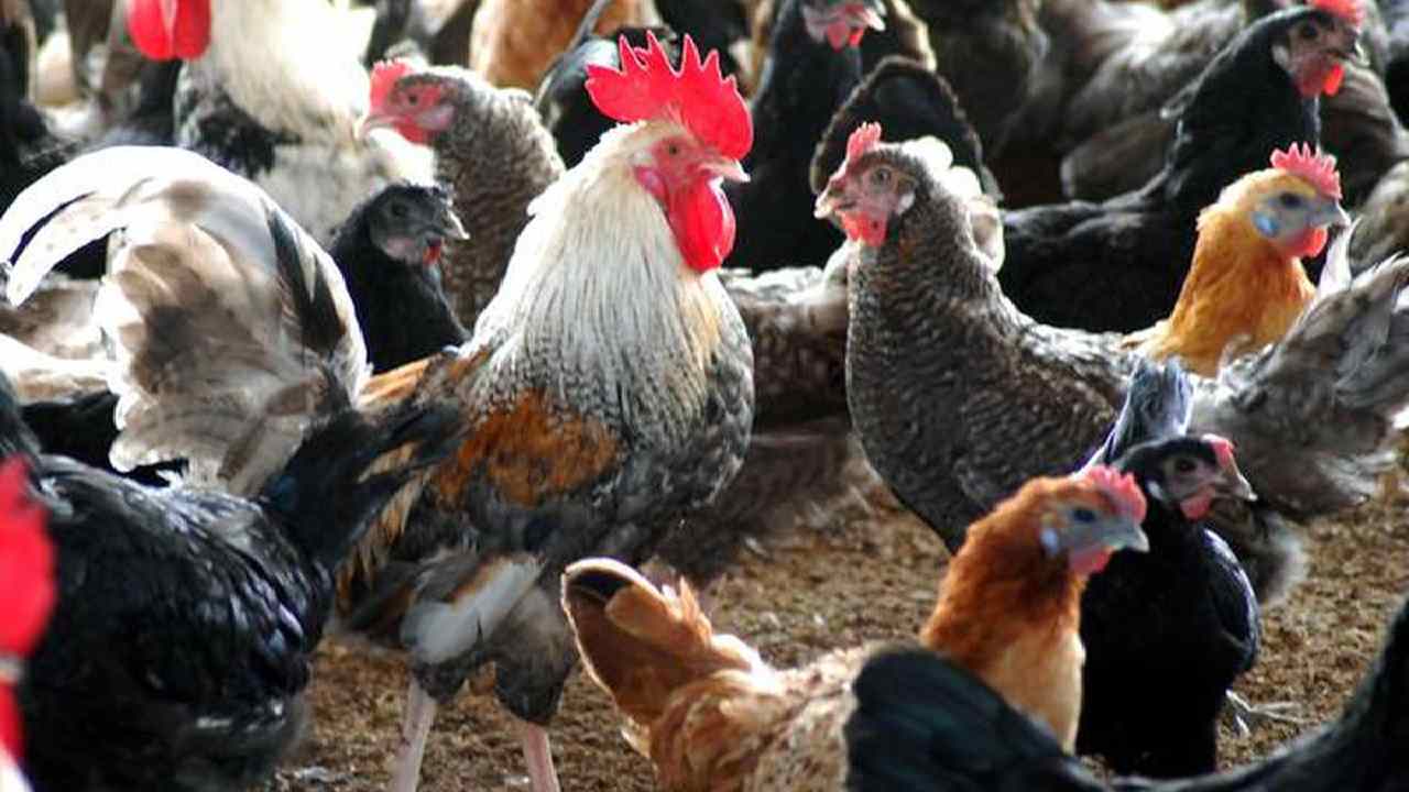 The Secret Behind the Rising Demand for Country Chicken in India