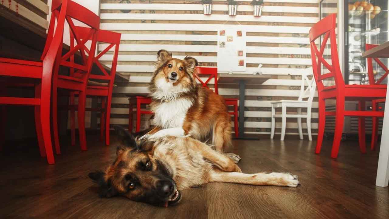 Top 5 Pet-Friendly Cafes in Hyderabad: Your Furry Friends Are Always Welcome