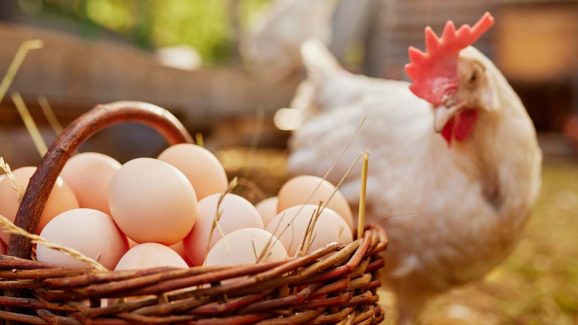 Real Egg vs Fake Egg: 5 Simple Tests to Identify Difference at Home