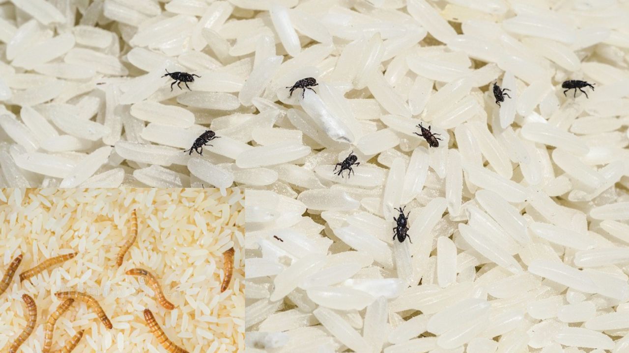 Easy Kitchen Hacks To Remove Worms From Rice