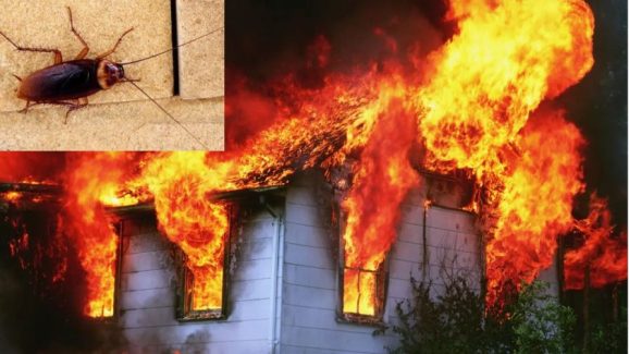 Woman Sets Apartment on Fire Trying to Kill Cockroach, Neighbour Dies