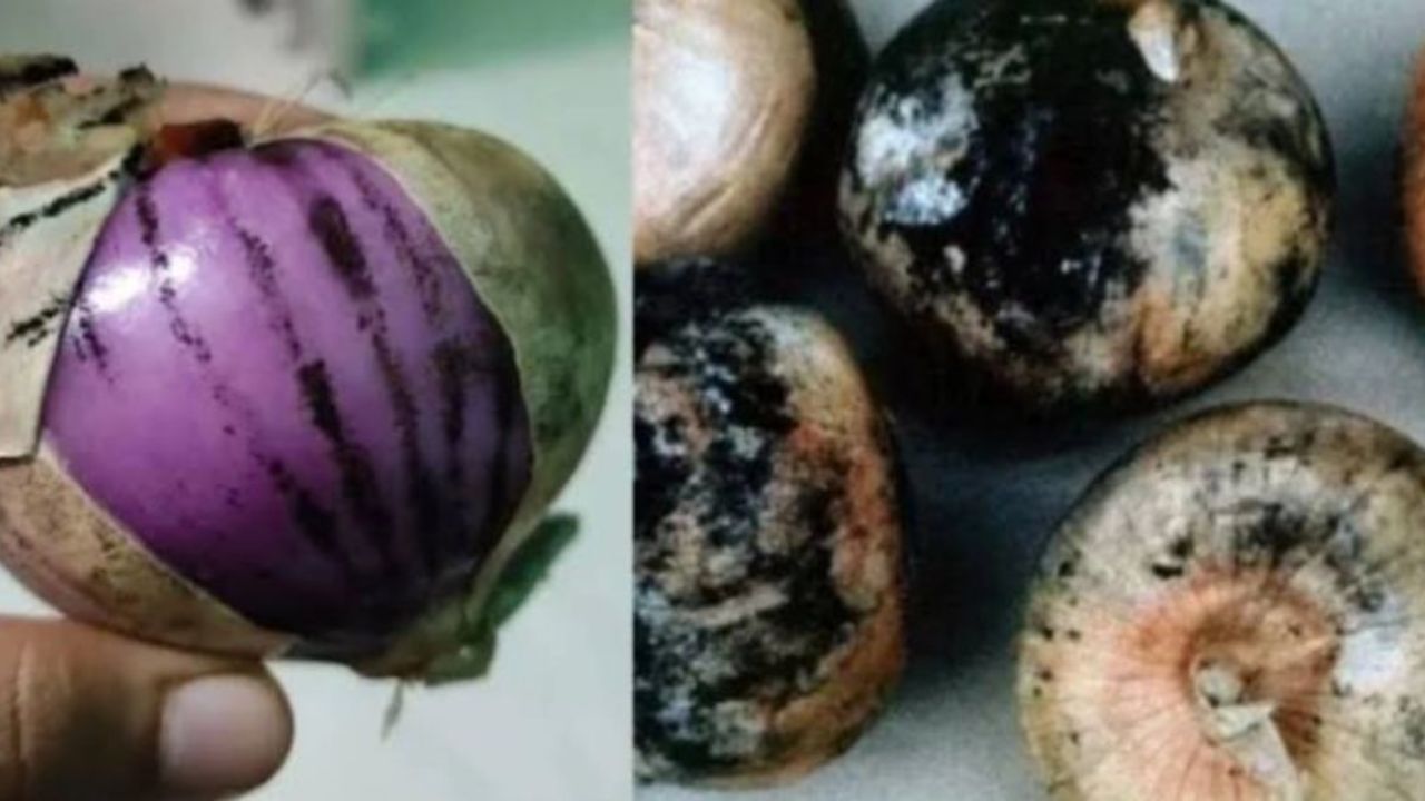 Why You Should Never Eat Onions with Black Spots