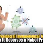 What is Peripheral Immunological Tolerance? Nobel Prize 2025