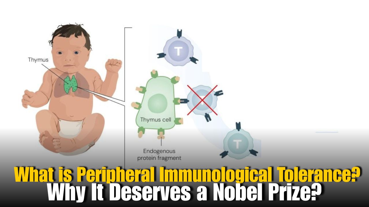 What is Peripheral Immunological Tolerance? Nobel Prize 2025