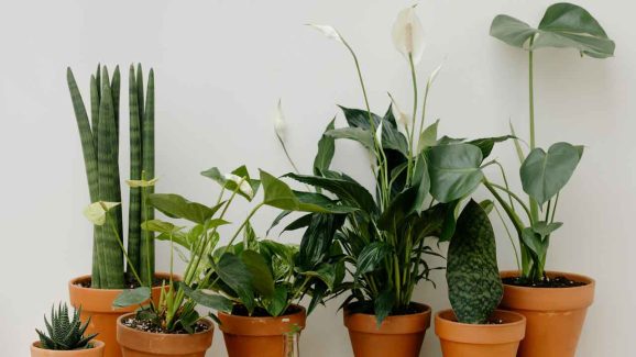 Top 7 Winter-Proof Houseplants That Clean Your Air While You Sleep