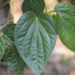 Here Are Top 6 Betel Leaf Benefits And How To Use It