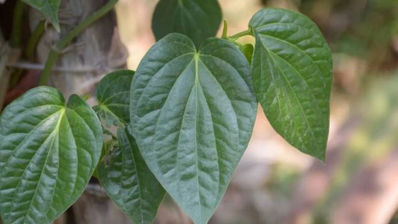 Here Are Top 6 Betel Leaf Benefits And How To Use It