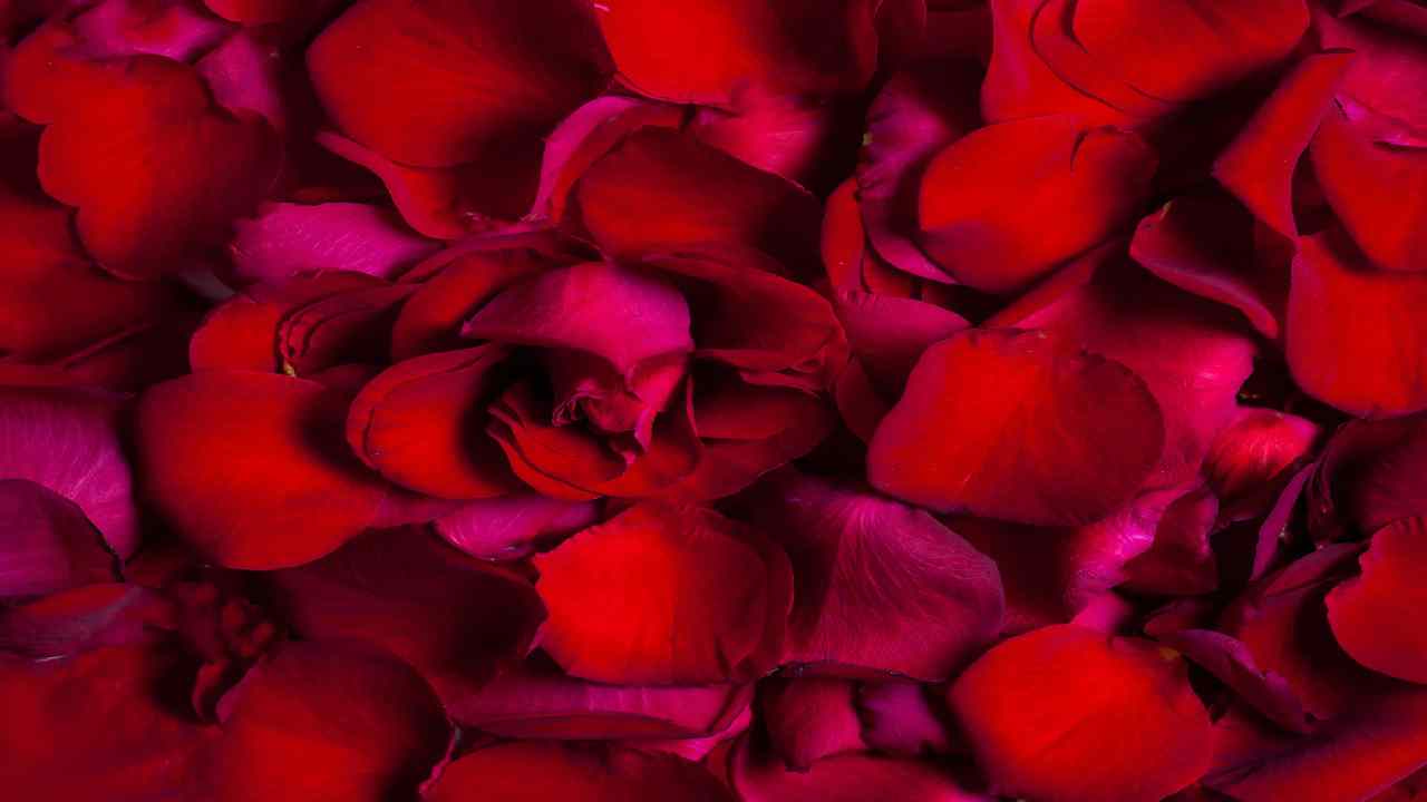 Top 5 Health Benefits of Rose Petals You Should Know