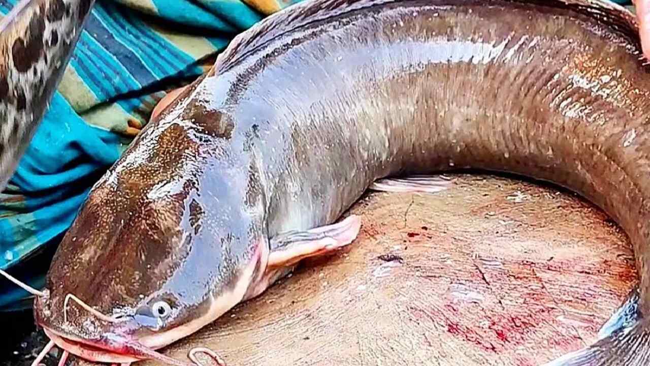 DYK This Fish Is Banned in India and It Can Harm Your Health?