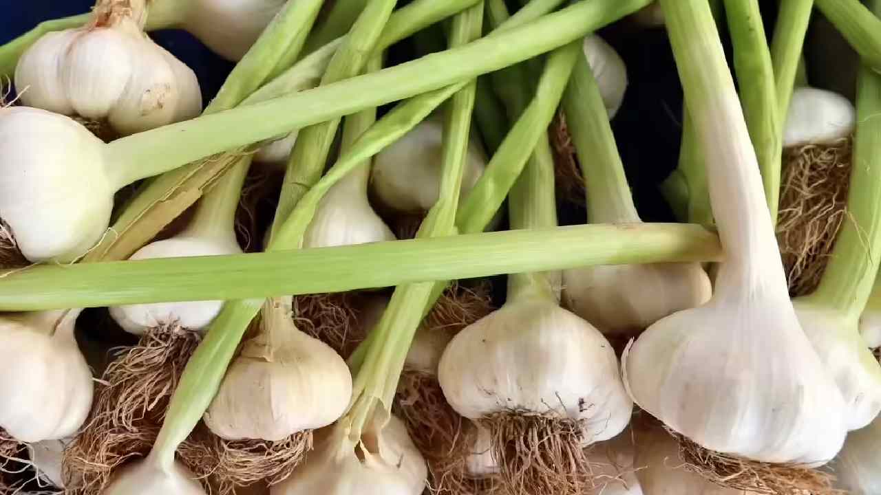 How to Grow Garlic Indoors for Fresh Greens