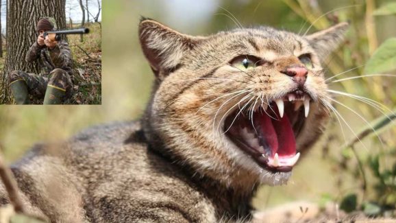 This Country Is Fed Up With Cats, Plans to Kill 25 Lakhs