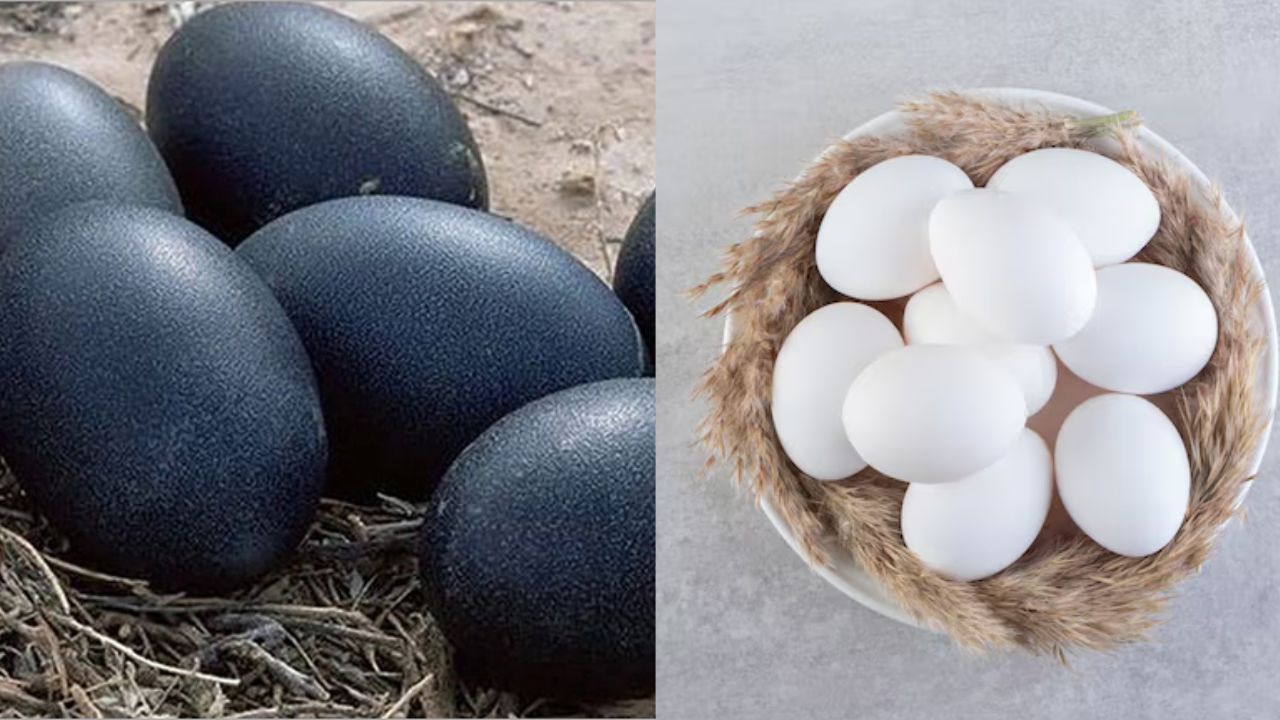 Which Animal Lays Black Eggs? 100 Times Healthier Than White Eggs!