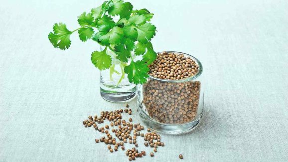 Coriander for Weight Loss: How This Simple Herb Supports Your Health