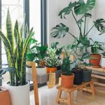 Top 10 Good Luck Plants You Can Gift for New Year 2026