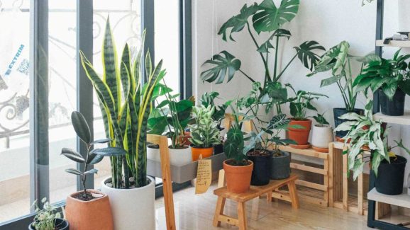 Top 10 Good Luck Plants You Can Gift for New Year 2026